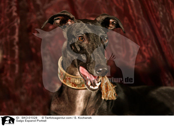 Galgo Espanol Portrait / SKO-01028