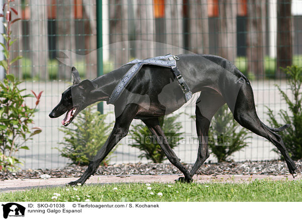 rennender Galgo Espanol / running Galgo Espanol / SKO-01038