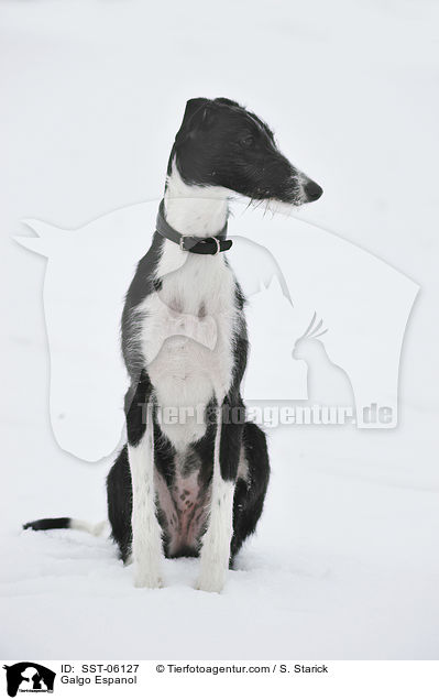 Galgo Espanol / Galgo Espanol / SST-06127