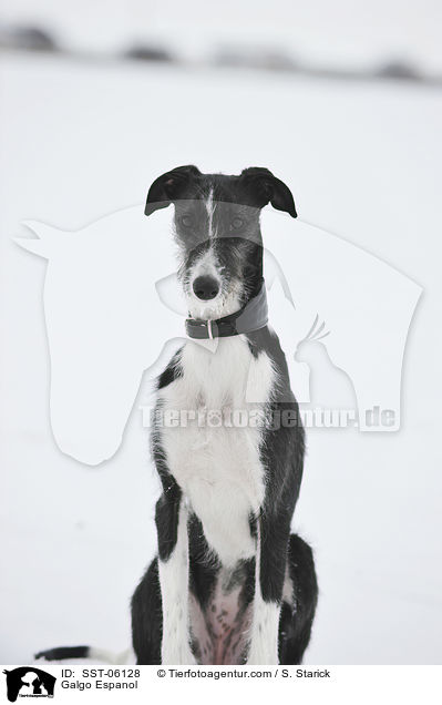 Galgo Espanol / Galgo Espanol / SST-06128