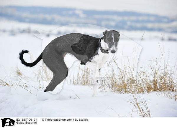 Galgo Espanol / SST-06134