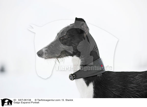 Galgo Espanol Portrait / Galgo Espanol Portrait / SST-06138