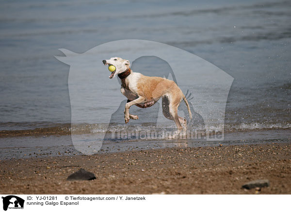 rennender Galgo Espanol / running Galgo Espanol / YJ-01281