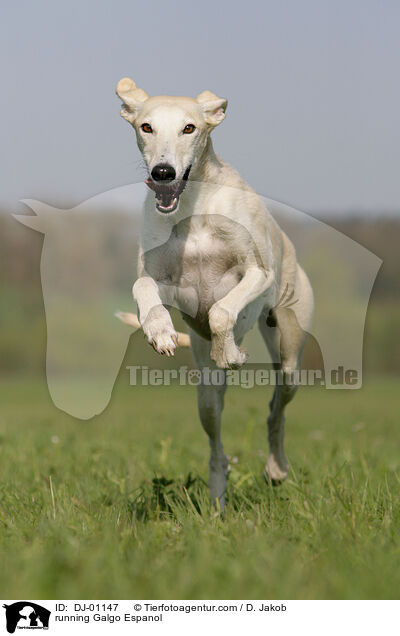 rennender Galgo Espanol / running Galgo Espanol / DJ-01147