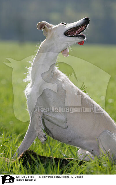 Galgo Espanol / Galgo Espanol / DJ-01157