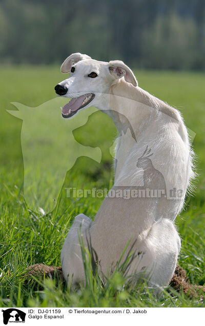 Galgo Espanol / Galgo Espanol / DJ-01159