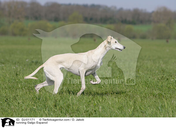 rennender Galgo Espanol / running Galgo Espanol / DJ-01171