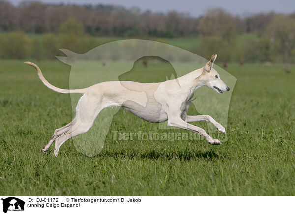 rennender Galgo Espanol / running Galgo Espanol / DJ-01172