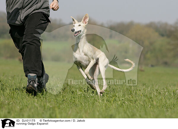 rennender Galgo Espanol / running Galgo Espanol / DJ-01175