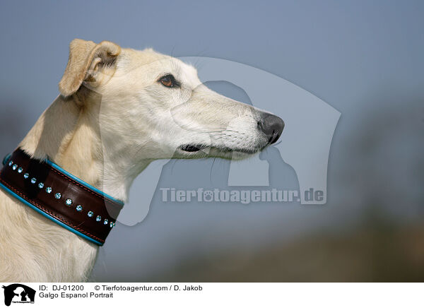 Galgo Espanol Portrait / Galgo Espanol Portrait / DJ-01200