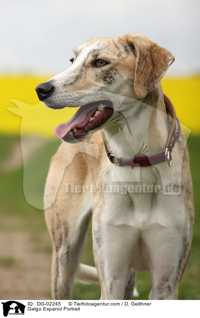 Galgo Espanol Portrait / Galgo Espanol Portrait / DG-02245