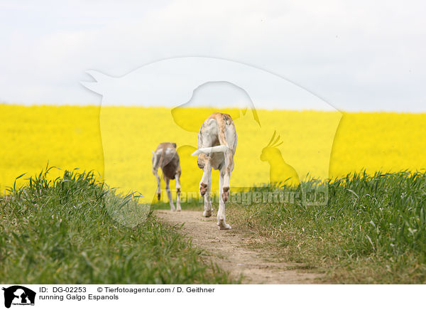 rennender Galgo Espanols / running Galgo Espanols / DG-02253