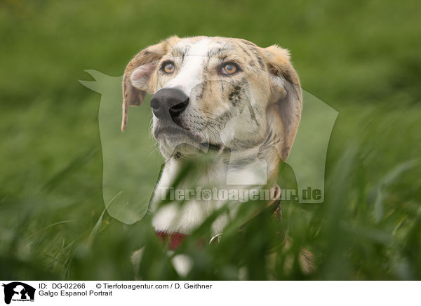 Galgo Espanol Portrait / Galgo Espanol Portrait / DG-02266