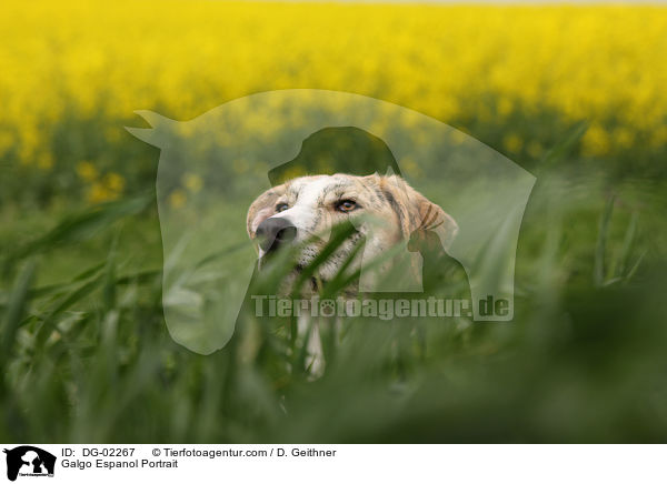 Galgo Espanol Portrait / Galgo Espanol Portrait / DG-02267