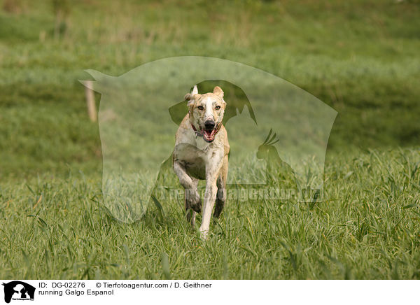 rennender Galgo Espanol / running Galgo Espanol / DG-02276