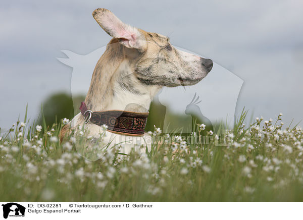 Galgo Espanol Portrait / Galgo Espanol Portrait / DG-02281