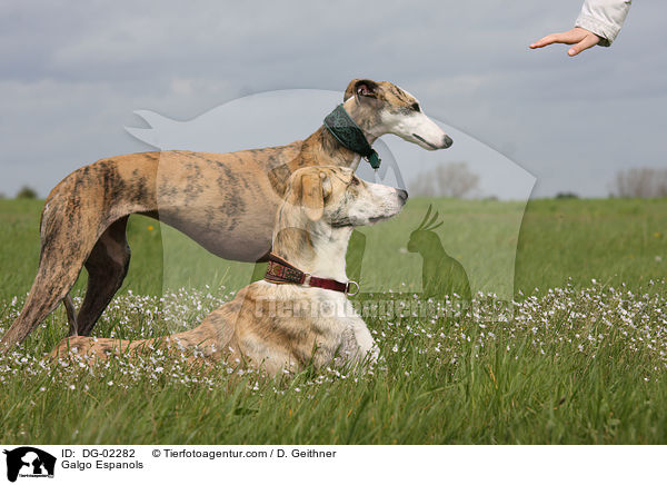Galgo Espanols / Galgo Espanols / DG-02282