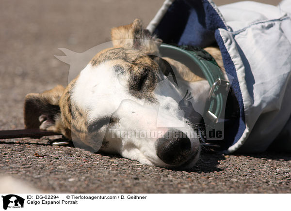 Galgo Espanol Portrait / Galgo Espanol Portrait / DG-02294