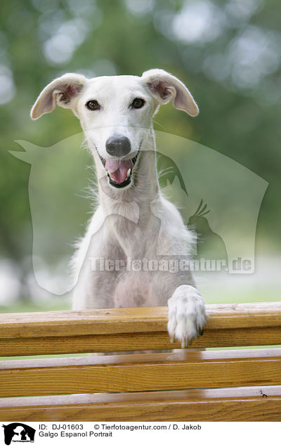 Galgo Espanol Portrait / Galgo Espanol Portrait / DJ-01603