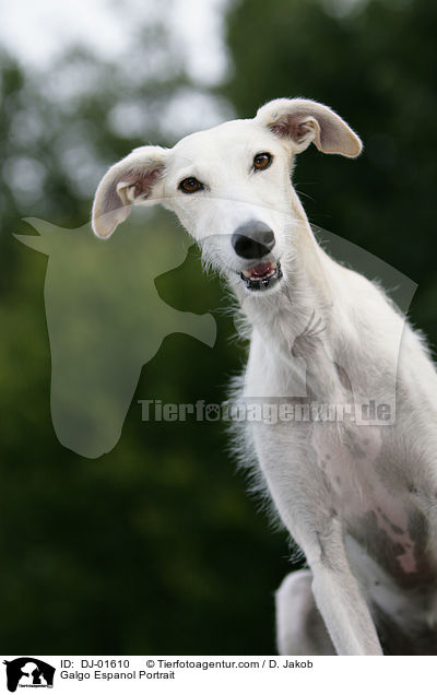 Galgo Espanol Portrait / Galgo Espanol Portrait / DJ-01610