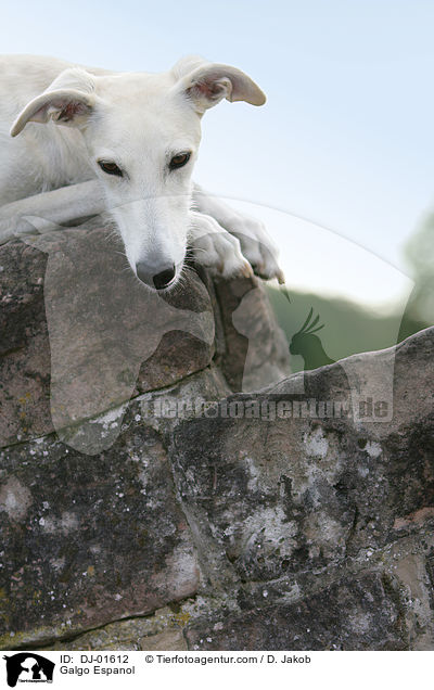 Galgo Espanol / Galgo Espanol / DJ-01612