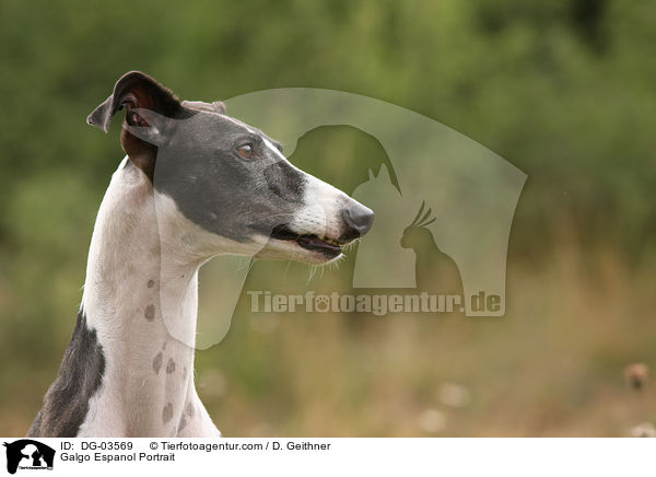 Galgo Espanol Portrait / Galgo Espanol Portrait / DG-03569