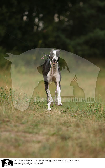rennender Galgo Espanol / running Galgo Espanol / DG-03573