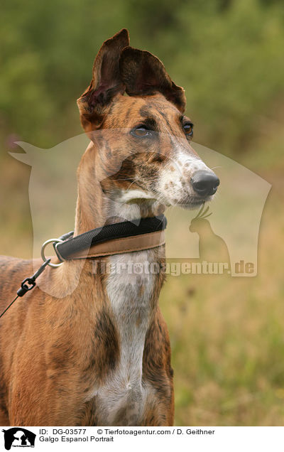 Galgo Espanol Portrait / Galgo Espanol Portrait / DG-03577