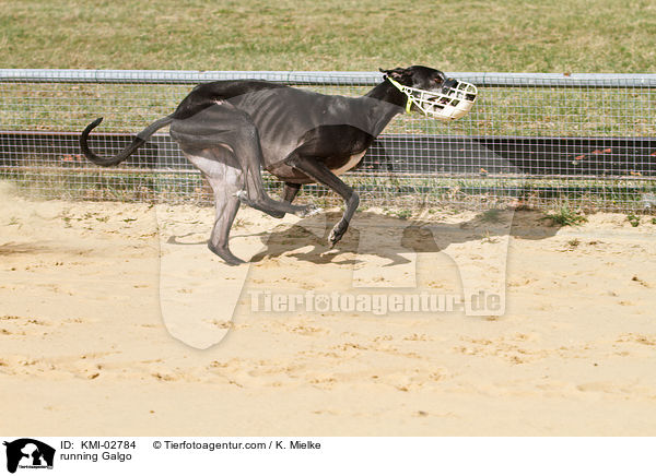 rennender Galgo / running Galgo / KMI-02784