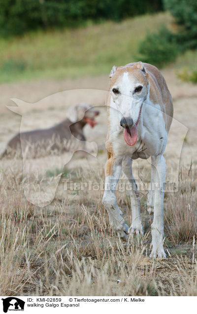 laufender Galgo Espanol / walking Galgo Espanol / KMI-02859
