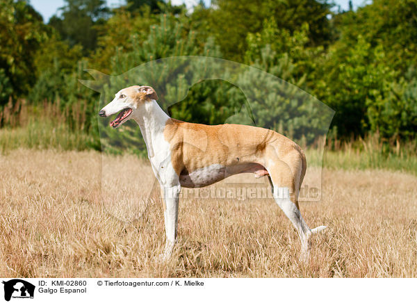 Galgo Espanol / Galgo Espanol / KMI-02860