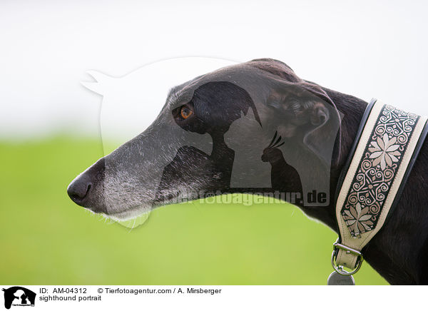 Galgo Portrait / sighthound portrait / AM-04312