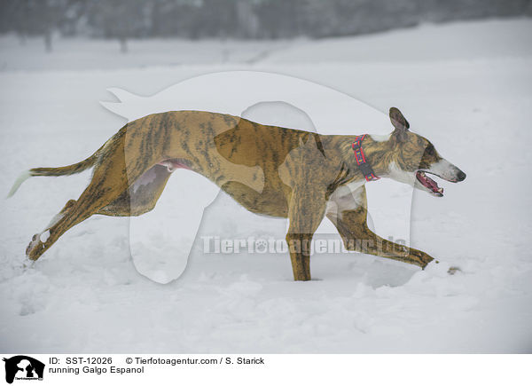 rennender Galgo Espanol / running Galgo Espanol / SST-12026