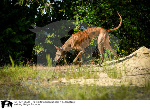 laufender Galgo Espanol / walking Galgo Espanol / YJ-13528