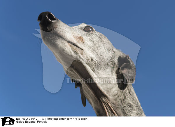 Galgo Espanol Portrait / Galgo Espanol Portrait / HBO-01942