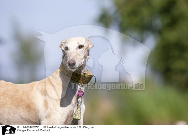 Galgo Espanol Portrait / Galgo Espanol Portrait / MW-10222