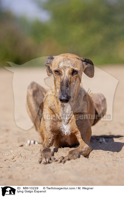 liegender Galgo Espanol / lying Galgo Espanol / MW-10228