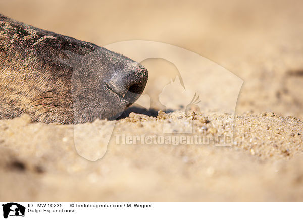 Galgo Espanol Nase / Galgo Espanol nose / MW-10235