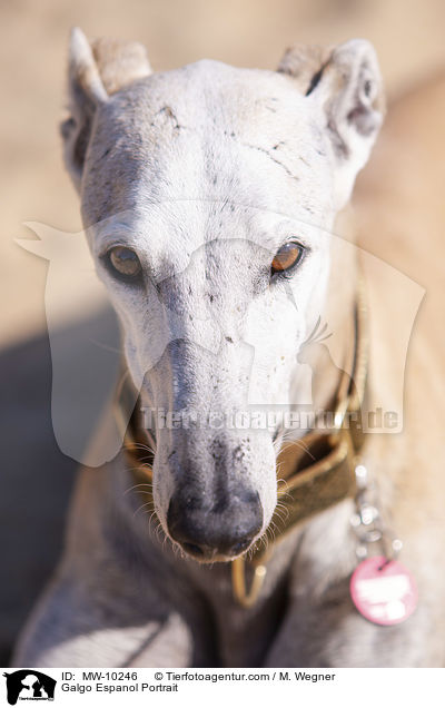 Galgo Espanol Portrait / Galgo Espanol Portrait / MW-10246
