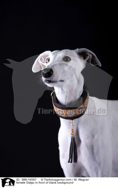 Galgo H�ndin vor schwarzem Hintergrund / female Galgo in front of black background / MW-16587