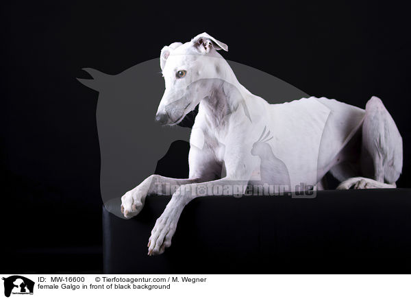 Galgo H�ndin vor schwarzem Hintergrund / female Galgo in front of black background / MW-16600