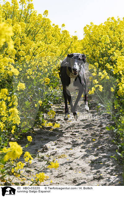 rennender Galgo Espanol / running Galgo Espanol / HBO-03220