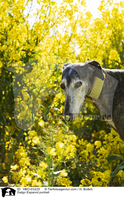 Galgo Espanol Portrait / Galgo Espanol portrait / HBO-03225