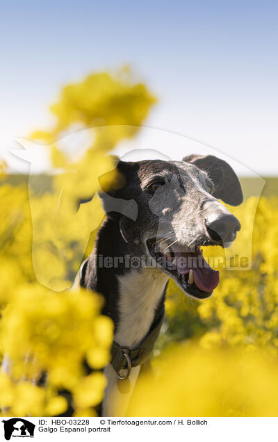 Galgo Espanol Portrait / Galgo Espanol portrait / HBO-03228