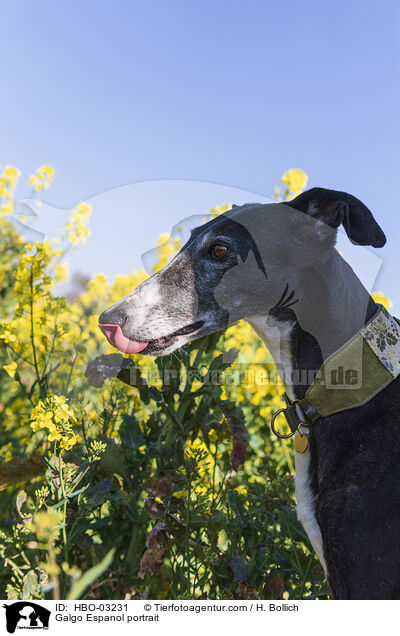 Galgo Espanol Portrait / Galgo Espanol portrait / HBO-03231
