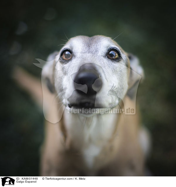 Galgo Espanol / Galgo Espanol / KAM-01448