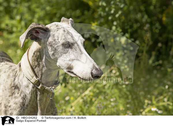 Galgo Espanol Portrait / Galgo Espanol Portrait / HBO-04262