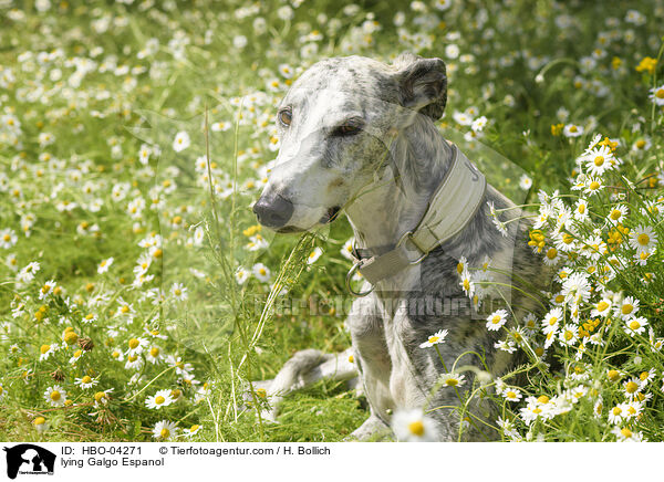 liegender Galgo Espanol / lying Galgo Espanol / HBO-04271
