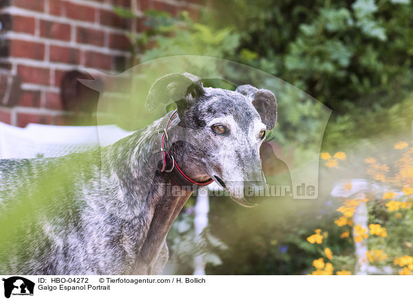 Galgo Espanol Portrait / Galgo Espanol Portrait / HBO-04272