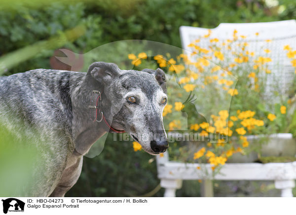 Galgo Espanol Portrait / Galgo Espanol Portrait / HBO-04273